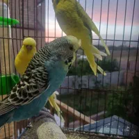 مرغ عشق انگلیسی