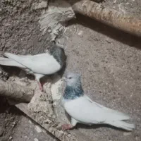 کله الماسی|پرنده|کرخه, |دیوار