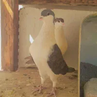 کفتر سیاه پشت