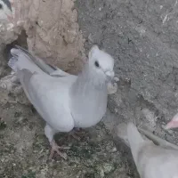 کبوتر پاکستانی کاکلی سار کلاغ کفتر زرد کرمونی|پرنده|تربت‌حیدریه, شهرک ولیعصر|دیوار