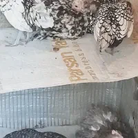 مینیاتوری مرغ