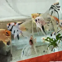 ماهی آنجل کوی ماربل