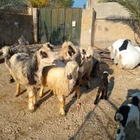 میش بختیاری شهرستان کوار