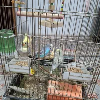 عروس هلندی ماده + ۲ مرغ عشق با قفس بزرگ