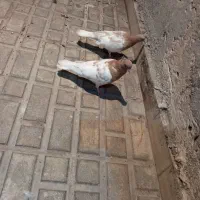 کفتر معاوضه با جفت عروس هلندی یا جفت قناری|پرنده|مشهد, شهرک صنعتی توس|دیوار