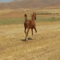 کره مادیان ۱۳ ماهه|اسب و تجهیزات اسب‌سواری|تهران, آذری|دیوار