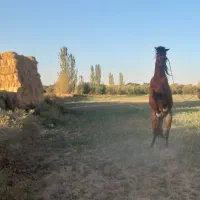 فروش‌اسب‌نریان|اسب و تجهیزات اسب‌سواری|میاندوآب, |دیوار
