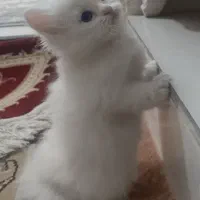 گربه پرشین کلاسیک