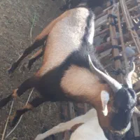 نری|حیوانات مزرعه|فین, |دیوار