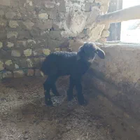 بره و بزغاله|حیوانات مزرعه|کنگاور, |دیوار