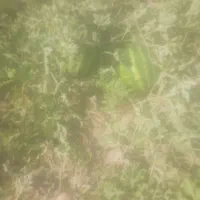 هندوانه