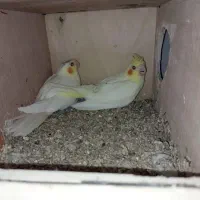 عروس هلندی|پرنده|ساری, |دیوار