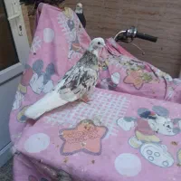 کفتر سرور.شازده آتیشی 10 جفت معاوضه با موتورمزاید|پرنده|نسیمشهر, |دیوار