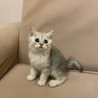 فروشگاه گربهها ( پرشین / بریتیش / اسکاتیش )|گربه|اصفهان, جلفا|دیوار