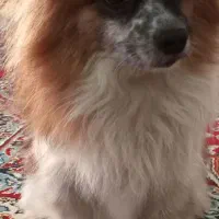 سگ اشپیتزپامر