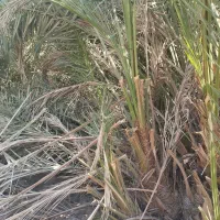 فروش نخل برجی ۲۰ کیلو به بالا شرطی|گل و گیاه طبیعی|باوی, |دیوار