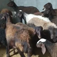 میش قزل افشار