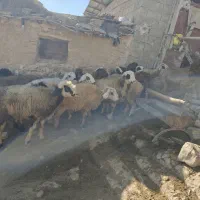 شیشک میش داشتی|حیوانات مزرعه|ارژن, |دیوار