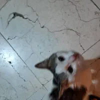 واگذاری گربه ماده رایگان به سرپرست خوب