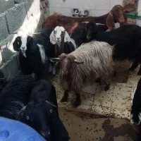 ارزان|حیوانات مزرعه|خاش, |دیوار