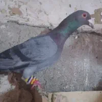 کبوتر سبز|پرنده|تاکستان, |دیوار