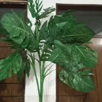 درخت برگ انجیری