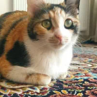 واگذاری گربه شیطون و مهربون