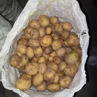سیب زمینی کلمبا 402 وارداتی