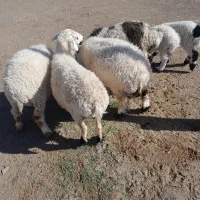 گله فروشی گوسفند وبز زائیده وآبست