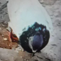 دزدیده شدن
