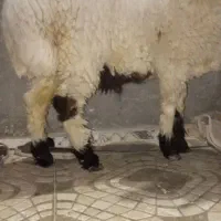 کابور بره نر وطنی زابل|حیوانات مزرعه|زاهدان, |دیوار