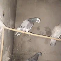 کفتر پرشی|پرنده|مهدی شهر, |دیوار