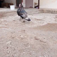 یه جفت بوقلمون برونز1ساله سرحال.