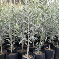 نهال زیتون با کیفیت عالی