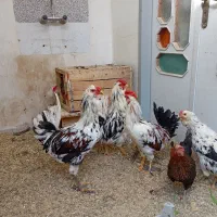 مرغ وخروس محلی وگلین|حیوانات مزرعه|سنندج, |دیوار