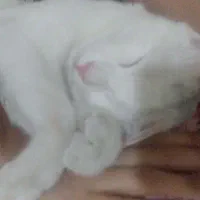 گربه|گربه|مشهد, طبرسی شمالی|دیوار