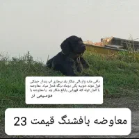 سگ شکاری موسیمی المان|سگ|دابودشت, |دیوار