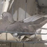 کبوتر یک جفت