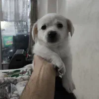 توله پامر شیتزو|سگ|اصفهان, مهدیه|دیوار