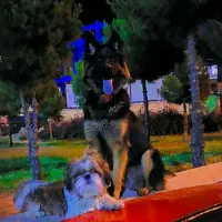 واگذاری سگ ژرمن