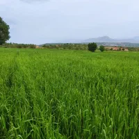 گندم بذری ابی ودیم