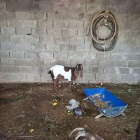 بنک|حیوانات مزرعه|بندر کنگان, |دیوار