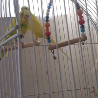 یک جفت مرغ عشق و یک جفت عروس هلندی