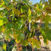 باغ ویلائی نوشین شهر ابتدای روستای رحیم آباد|فروش خانه و ویلا|نوشین شهر, |دیوار