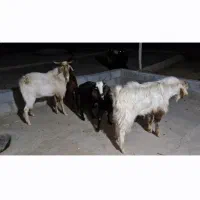 فروش چند عدد کره چبش نر و ماده در استهبان