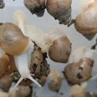 معاوضه حلزون ارایشی