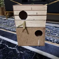 لانه یا لونه طوطی برزیلی مرغ عشق