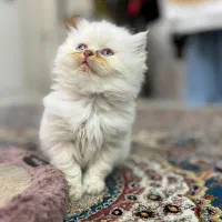پرشین عروسکی چشم آبی وهیمالین +اسکاتیش کاراملی|گربه|گرگان, |دیوار