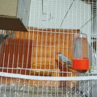 فنچ نرگسی قناری سهره|پرنده|مشهد, کارگران|دیوار