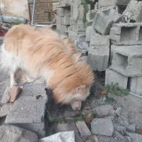 هاسکی ساموید